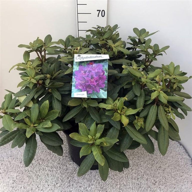 Rhododendron 'Azurro'