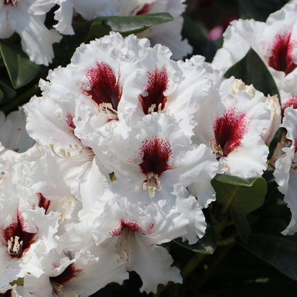 Rhododendron Hachmanns Picobello TPL