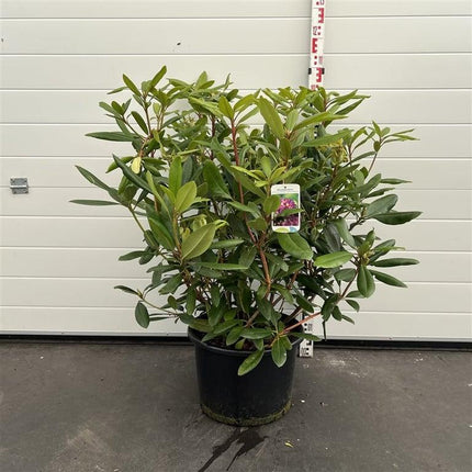 Rhododendron 'Marcel Menard'