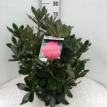 Rhododendron 'Nova Zembla'