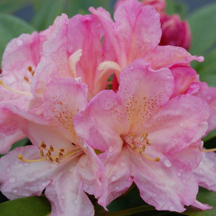 Rhododendron Percy Wiseman TPL