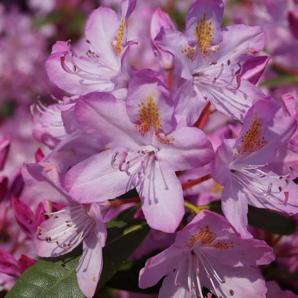 Rhododendron Ponticum Roseum TPL