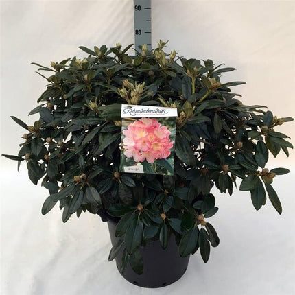 Rhododendron (Y) 'Percy Wiseman'