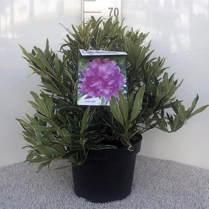 Rhododendron ponticum 'Variegatum'
