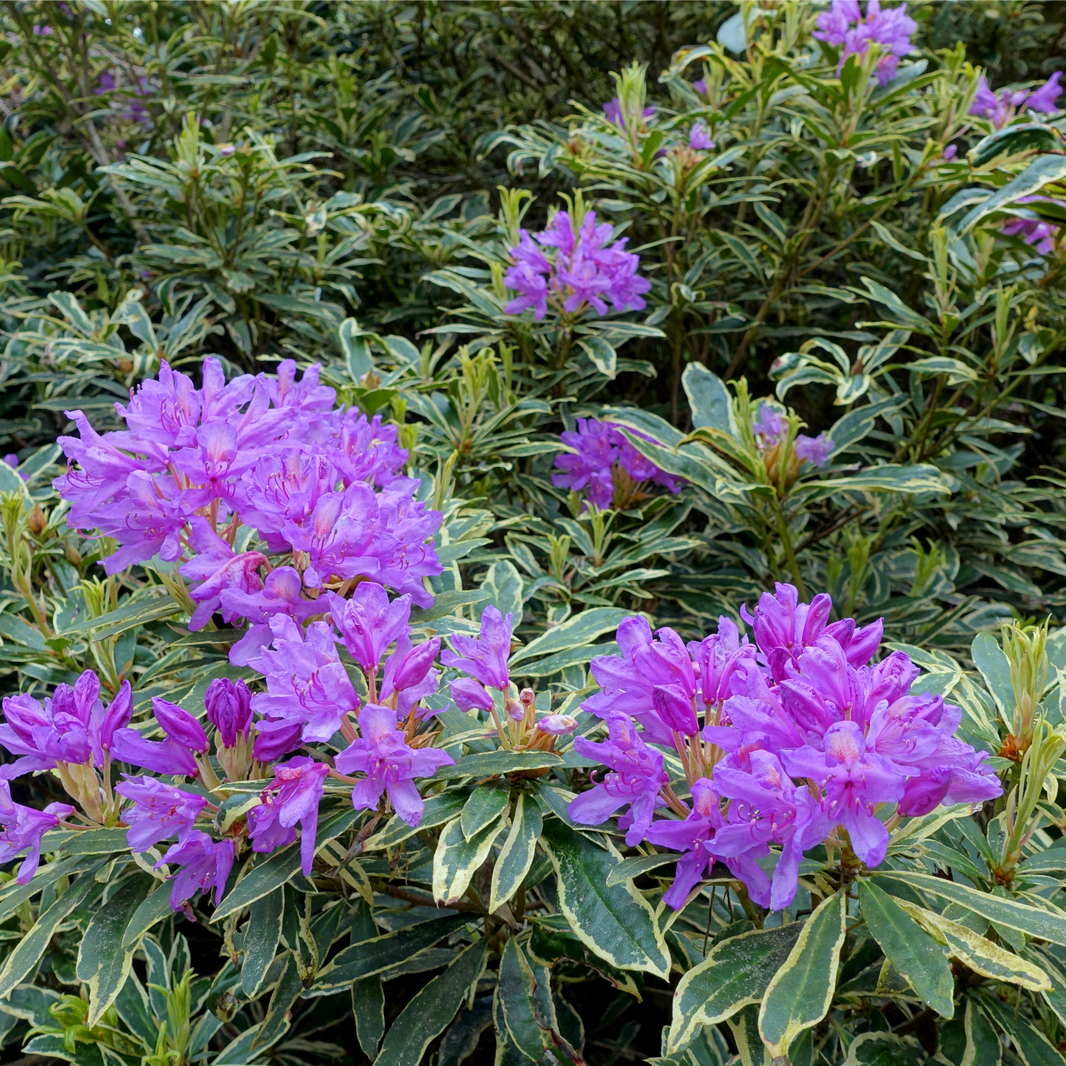 Rhododendron ponticum 'Variegatum' (paars-lila rhododendron) | Bonte ...