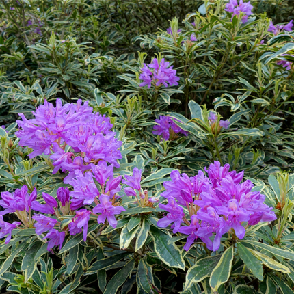 Rhododendron ponticum Variegatum TPL