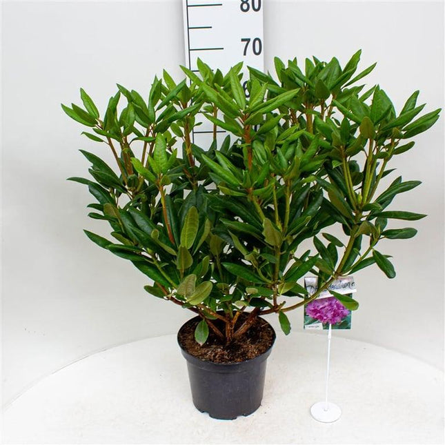 Rhododendron ponticum 'Roseum'