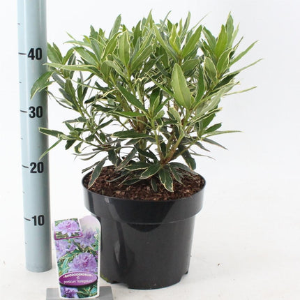 Rhododendron ponticum 'Variegatum'