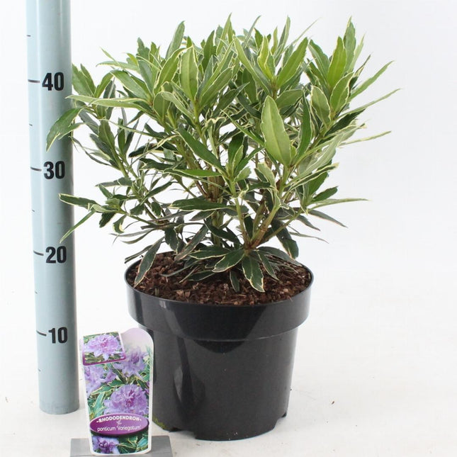 Rhododendron ponticum 'Variegatum'