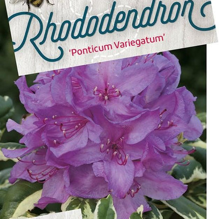 Rhododendron ponticum 'Variegatum'