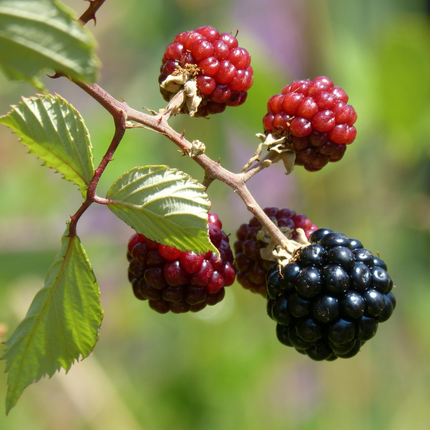 Rubus fruticosus - Gewone braam - Haagelement
