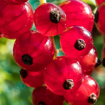 Ribes rubrum - Aalbes - Haagelement