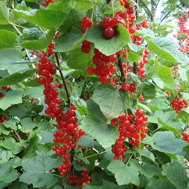 Ribes rubrum - Aalbes - Haagelement