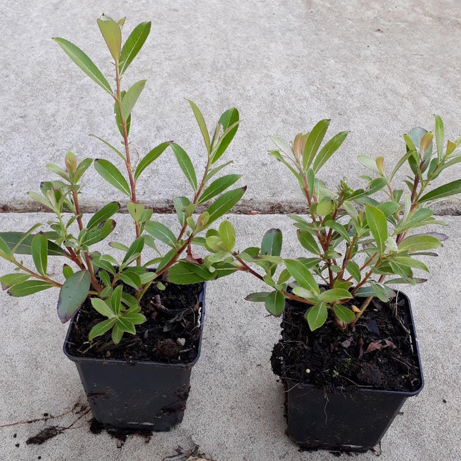 Salix gracilistyla 'Mt. Aso' - Roze Katjeswilg (Pakket van 24)