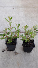 Afbeelding in Gallery-weergave laden, Salix gracilistyla &#39;Mt. Aso&#39; - Roze Katjeswilg (Pakket van 24)
