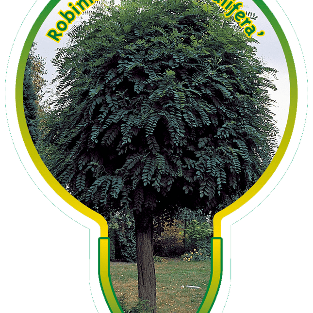 Robinia pseudoacacia 'Umbraculifera' - Bolacacia op stam