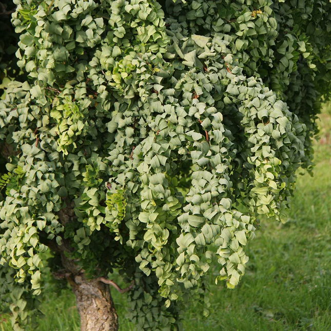 Krulacacia ‘Lace Lady’ op stam met fijn krullend blad
