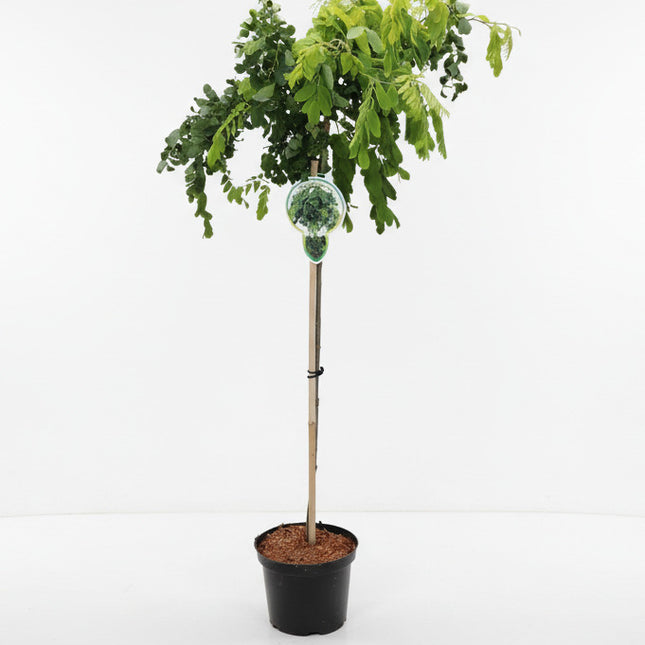 Robinia ‘Lace Lady’ met rechte stam en luchtige kroon in pot
