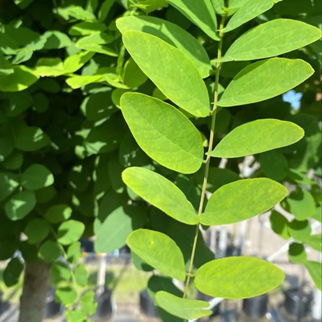 Detail van blad uit kroon van Robinia ‘Umbraculifera’
