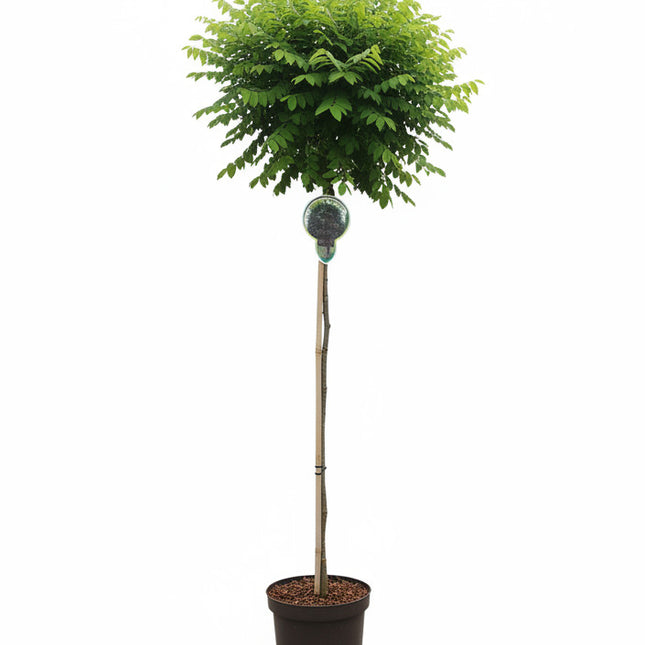 Robinia ‘Umbraculifera’ met rechte stam en bolvormige kroon in pot