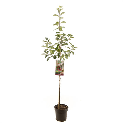 Malus domestica Rode Boskoop -  Rode moesappel halfstam