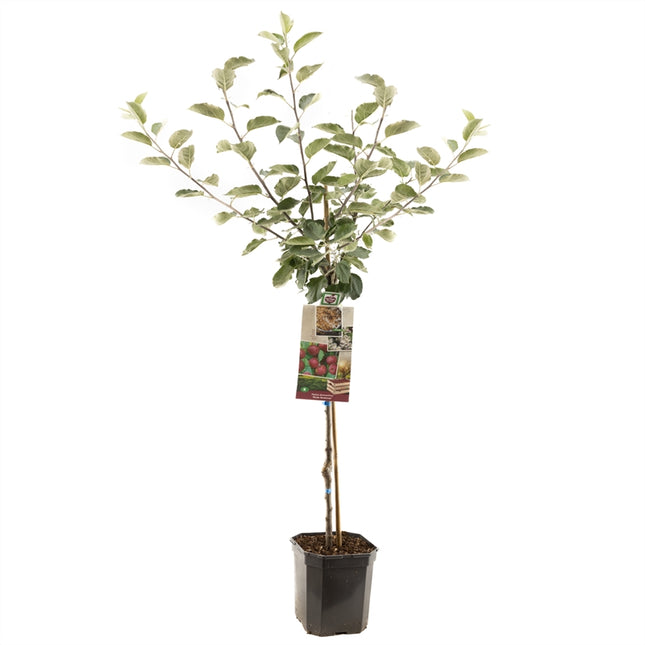 Malus domestica Rode Boskoop -  Rode moesappel laagstam