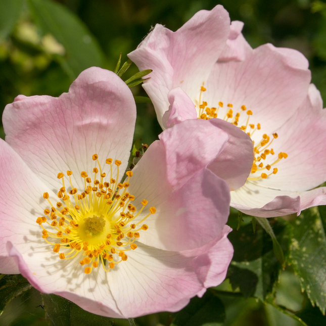 Rosa canina - Hondsroos blote wortel