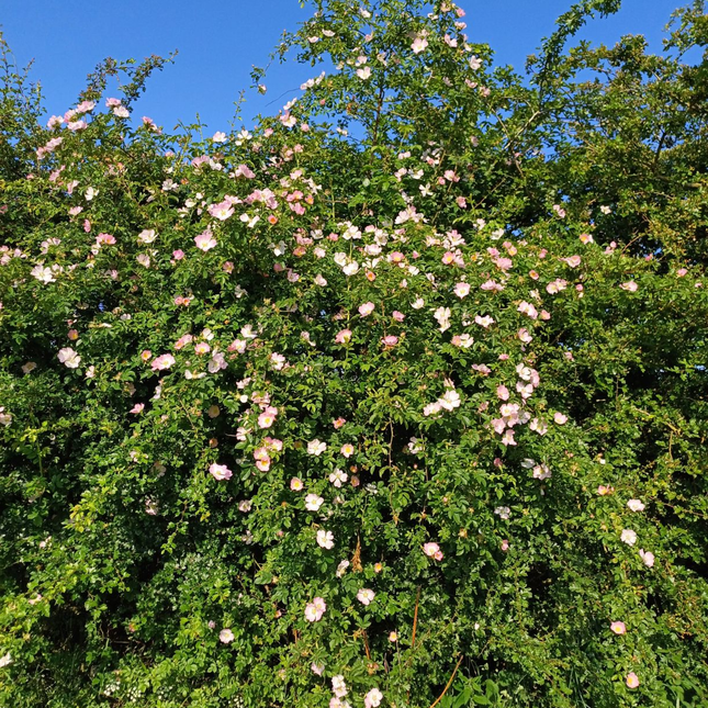 Rosa canina - Hondsroos blote wortel