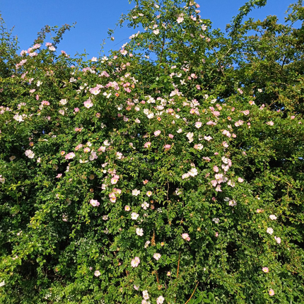 Rosa canina - Hondsroos in pot