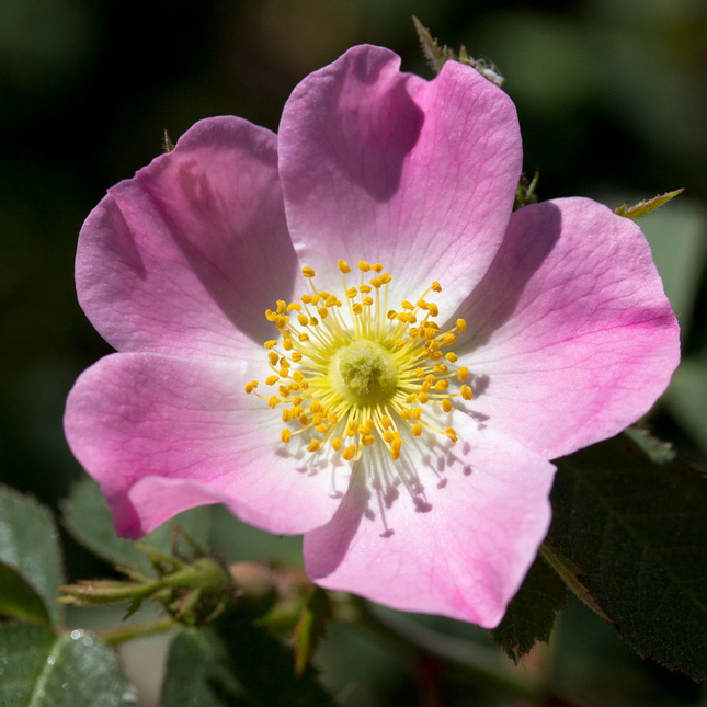 Rosa rubiginosa - Wilde roos blote wortel