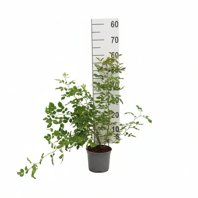 Rosa canina  Hondsroos in grijze kweekpot met witte achtergrond