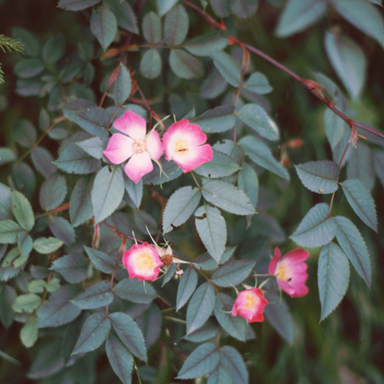 Rosa glauca - Bergroos in pot
