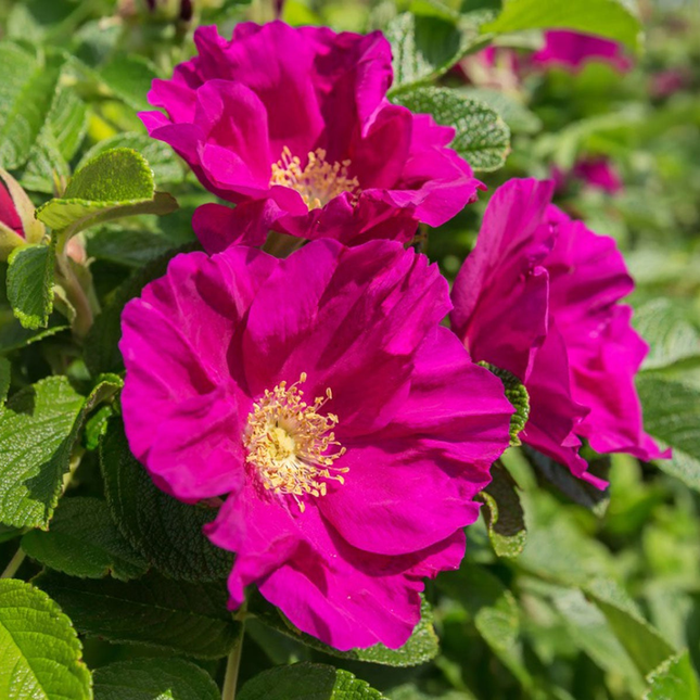 Rosa rugosa - Japanse bottelroos in pot