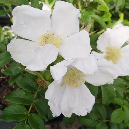 Rosa rugosa 'Alba' - Witte bottelroos in pot