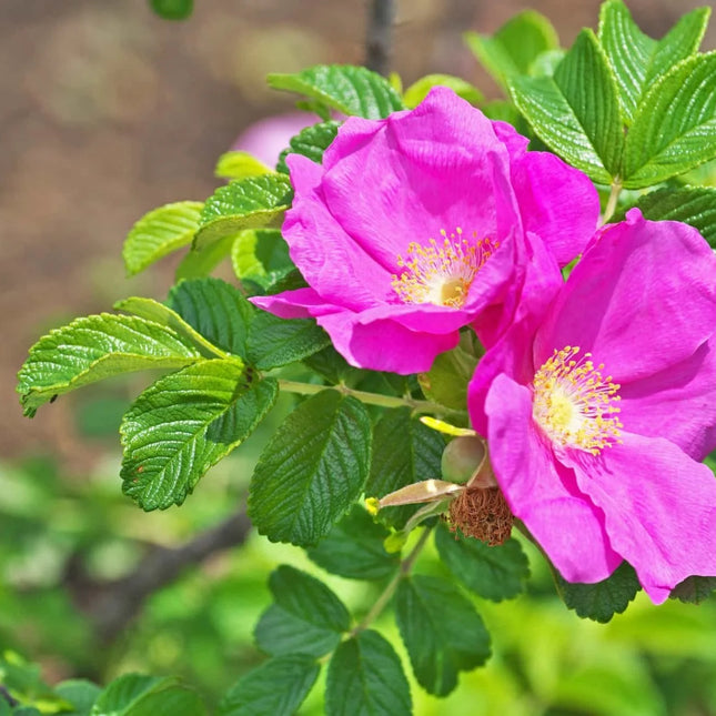 Rosa rugosa 'Rubra' - Bottelroos in pot