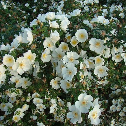 Rosa spinosissima - Duinroos blote wortel
