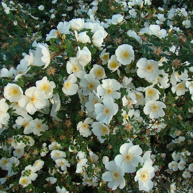 Rosa spinosissima - Duinroos blote wortel