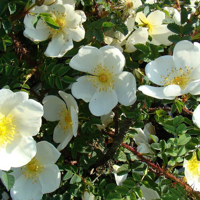 Rosa spinosissima - Duinroos blote wortel