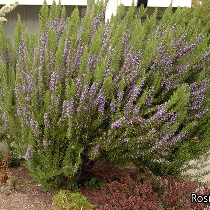 Borderpakket 'Kruidentuin' - 3m² - 30 planten