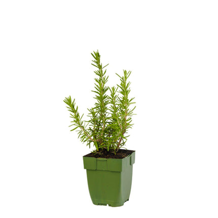 Rosmarinus officinalis - Rozemarijn
