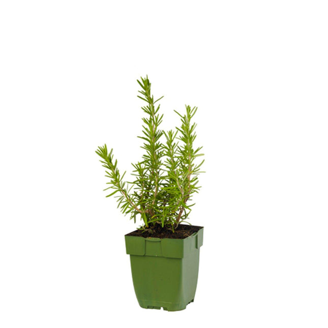 Rosmarinus officinalis - Rozemarijn