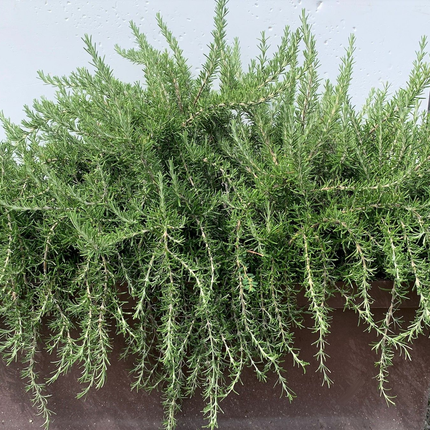 Rosmarinus officinalis 'Prostratus' - Kruiprozemarijn
