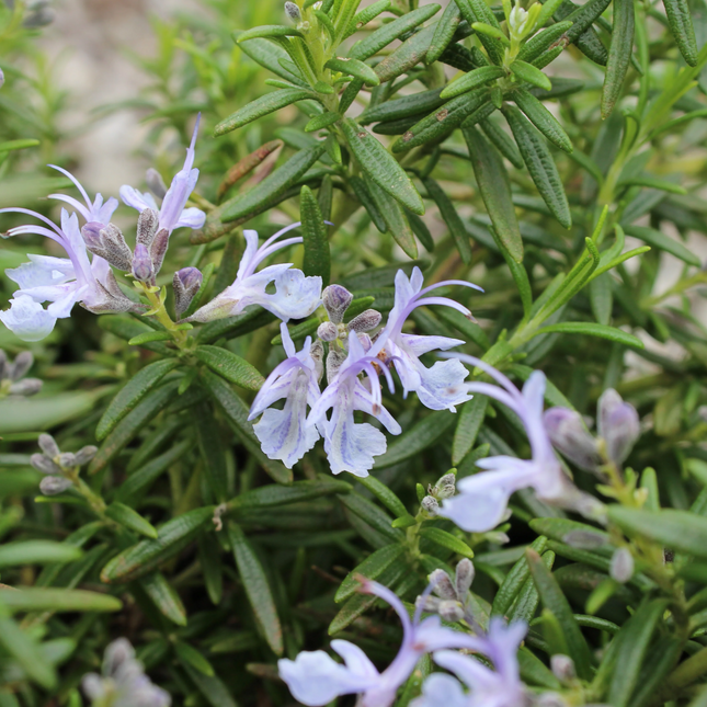 Rosmarinus officinalis 'Prostratus' - Kruiprozemarijn