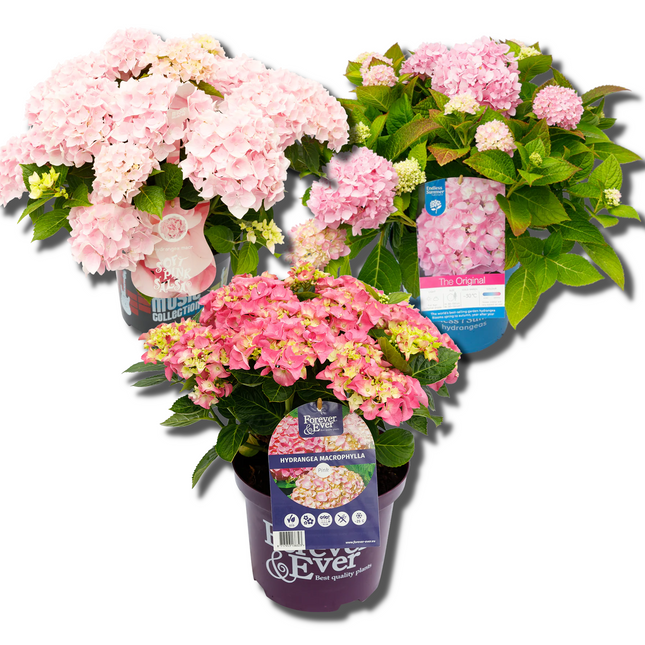 Roze Hortensia's - Pakket voor 1 vierkantemeter