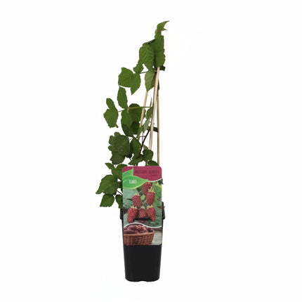 Rubus tayberry in zwarte kweekpot met witte achtergrond