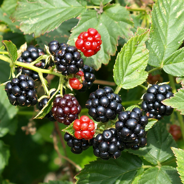 Rubus fruticosus - Gewone braam - Haagelement