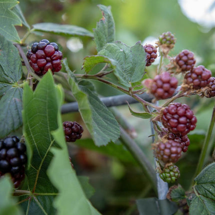 Rubus fruticosus - Gewone braam - Haagelement