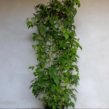 Rubus idaeus - Framboos - Haagelement