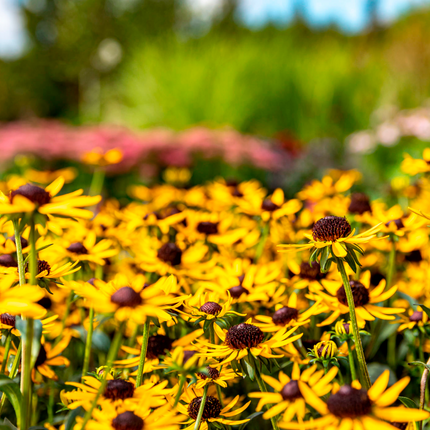 Borderpakket 'Nazomer & Kleur' - 5m² - 50 planten