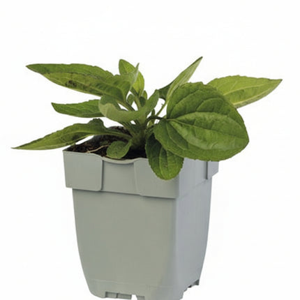 Rudbeckia ‘Little Goldstar’ jonge plant in P9 pot met frisgroen blad, geschikt voor zonnige border of plantenperk.